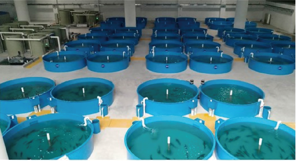 Recirculating Aquaculture System (RAS): UVC LED Disinfectors Empowering the New Future of Aquaculture